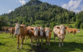 Farm Holidays Povsin